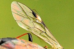 Tenthredopsis coquebertii