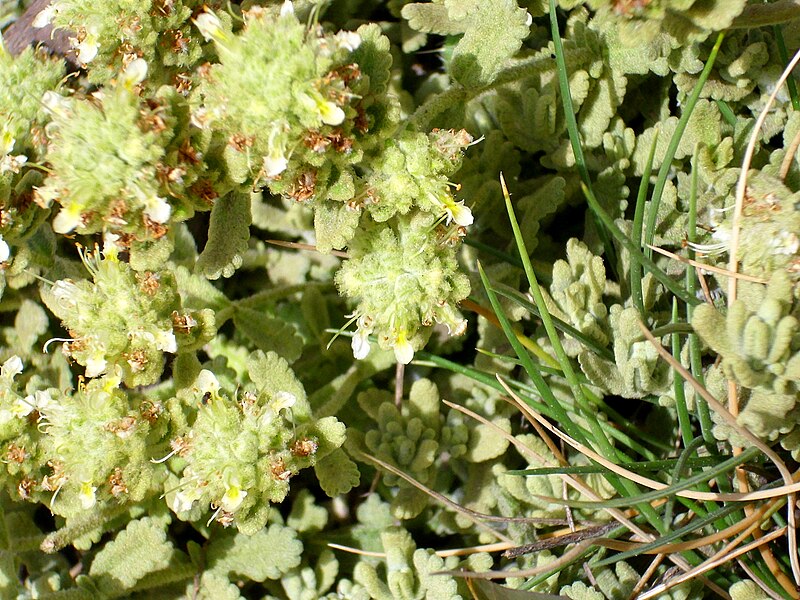 File:Teucrium capitatum subsp. capitatum Enfoque 2009-7-25 SierraNevada.jpg