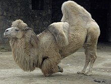 camels humping