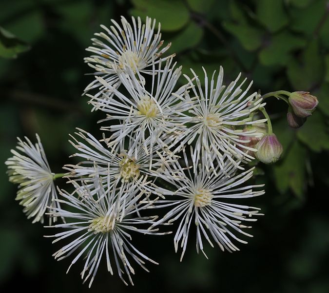 File:Thalictrum aquilegiifolium var. intermedium (flower s8).JPG