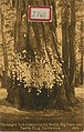 The Largest Card receiver in the world, large trees near Santa Cruz, postcards attached to a tree (NBY 423138).jpg