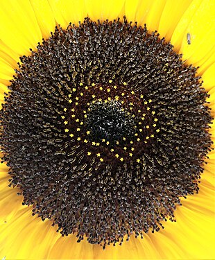 The sunflower