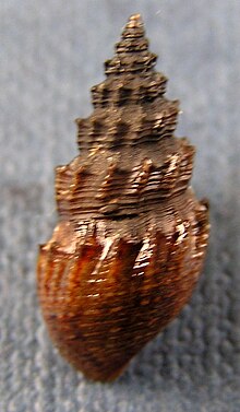 Thiara winteri, abapertural view Thiara winteri 001.jpg