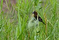 Tykbenet væver (Amblyospiza albifrons) (12028160074) .jpg