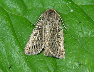 <i>Tholera decimalis</i> moth