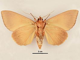 Thyas miniacea