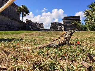 Fortune Salaire Mensuel de Iguana Sell Combien gagne t il d argent ? 1 000,00 euros mensuels