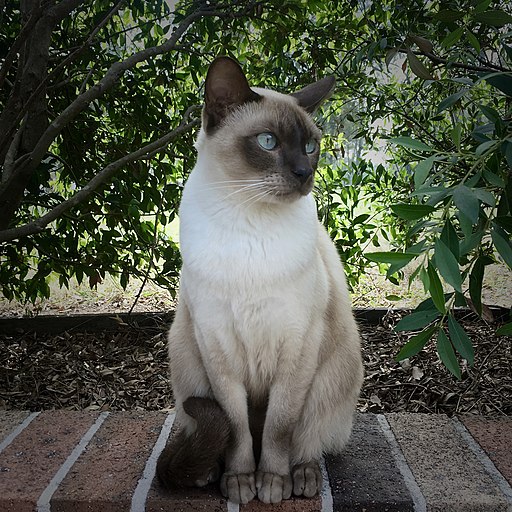 Tonkinese Cat - Leo