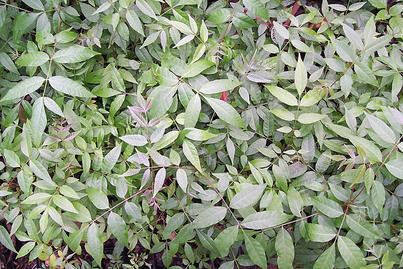 File:Toona ciliata - seedlings.jpg