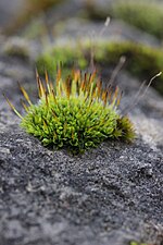 Vignette pour Tortula muralis