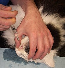 Flushing the nasolacrimal duct in a cat. Traenengangspuelung.jpg