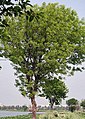 Spanish Mahogany tree found in Cubbon Park
