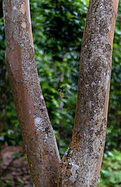 Tree with a leaf caught in a spider web, Parque Terra Nostra, Furnas, São Miguel Island, Azores, Portugal