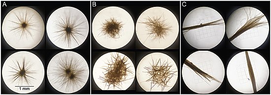 Examples of Trichodesmium colonies sorted into morphological classes
(A) radial puffs, (B) non-radial puffs, (C) tufts. Trichodesmium colonies sorted into the morphological classes.jpg