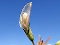 Trifolium repens flower NC3.jpg