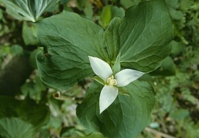 Beskrivelse af Trillium flexipes.jpg-billedet.