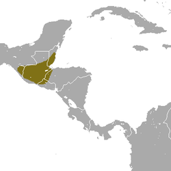 Tropical Small-eared Shrew area.png