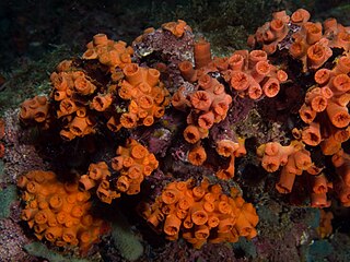 <span class="mw-page-title-main">Orange cup coral</span> Species of coral