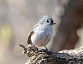 * Nomination Tufted titmouse in Green-Wood Cemetery, Brooklyn --Rhododendrites 02:40, 4 April 2023 (UTC) * Promotion  Support Good quality. --King of Hearts 04:09, 4 April 2023 (UTC)