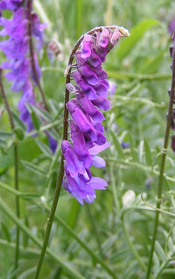 Vicia cracca