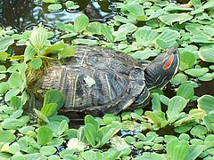 Une tortue de Floride, à Madrid, en Espagne