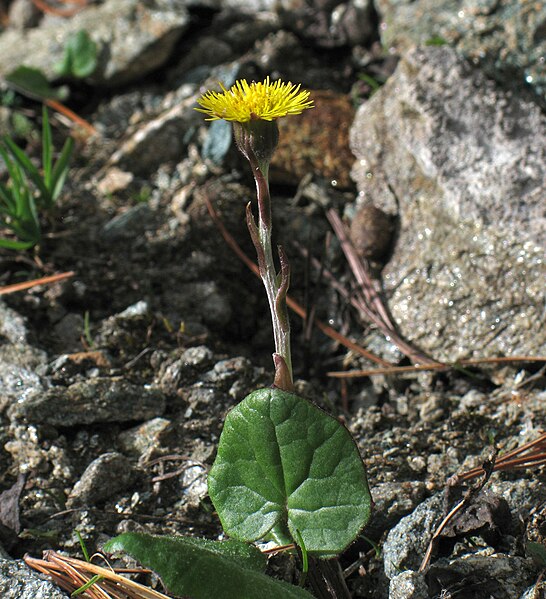 File:Tussilago farfara 4 RF.jpg