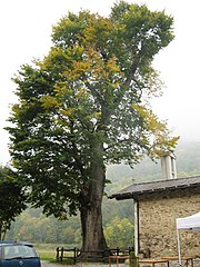 U. glabra, planted 1620, Bergemolo, near Demonte, Italy