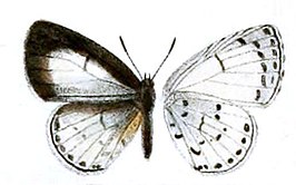 Udara dilectissima