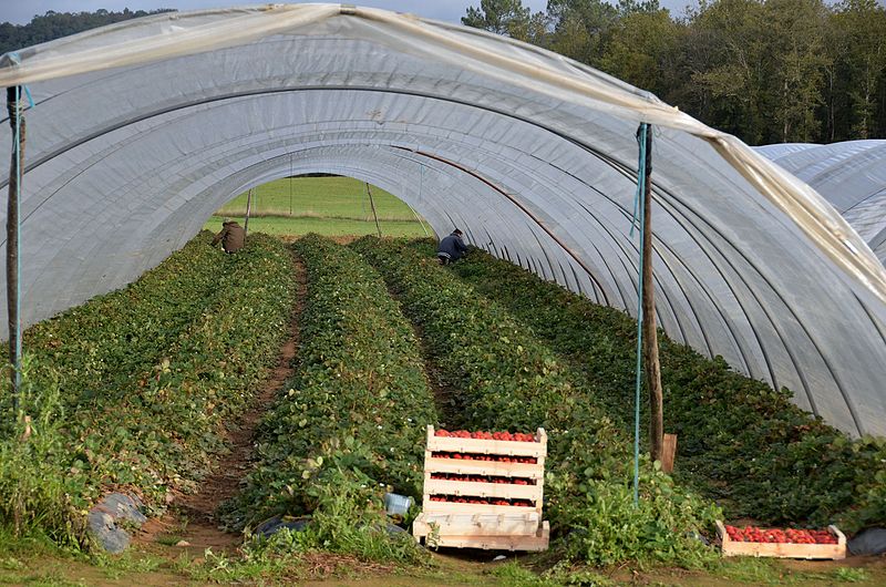 File:Unbelieveble that on the 6th of November there are still strawberries harvested here in the Dordogne district - panoramio.jpg