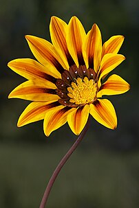 Un capitule de Gazanie (Gazania rigens), en Tasmanie (Australie). C'est une espèce de plantes à fleurs originaire d'Afrique du Sud et du Mozambique appartenant à la famille des Astéracées. Très bien adaptée au climat méditerranéen, elle doit son nom à Théodore de Gaza (1398-1478), qui traduisit en latin les œuvres botaniques de Théophraste, rédigées en grec. (définition réelle 1 290 × 1 935)