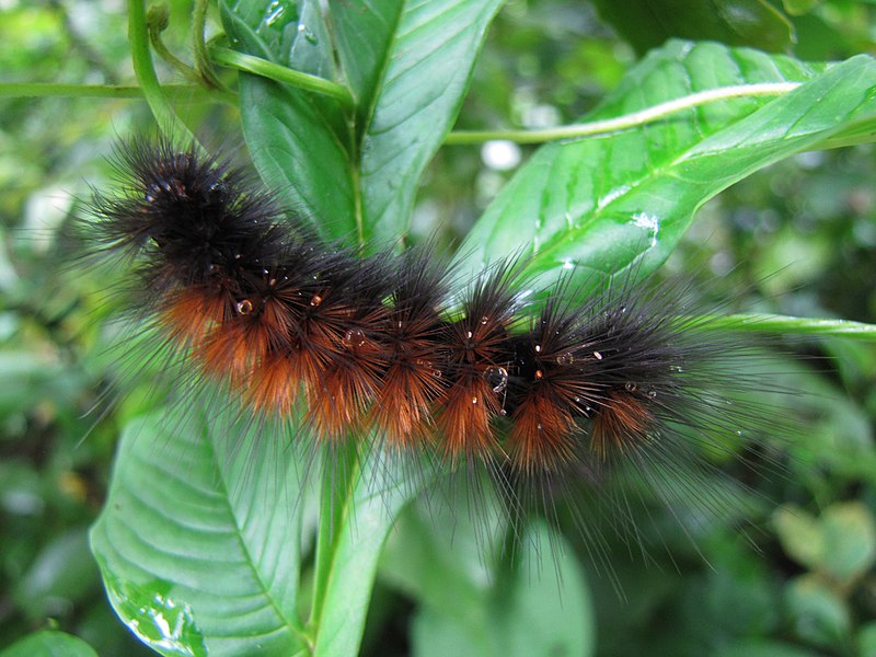 File:Unidentified caterpillar 7936.jpg