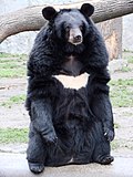Thumbnail for Asian black bear