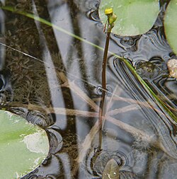 Utricularia inflata.JPG