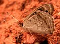 Blue Pansy (Junonia orithya) underside taken in Bangalore, India.