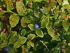 Vaccinium myrtillus pl.jpg