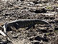 Varanus niloticus, Okavango, Namibia