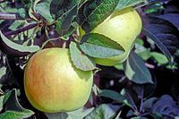 Venus Pippin on tree, National Fruit Collection (acc. 1944-004) .jpg