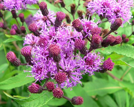 Vernonia