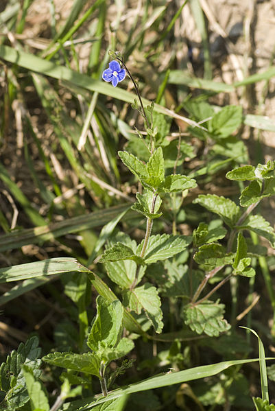 File:Veronica chamaedrys velennes 80 10062008 1.jpg