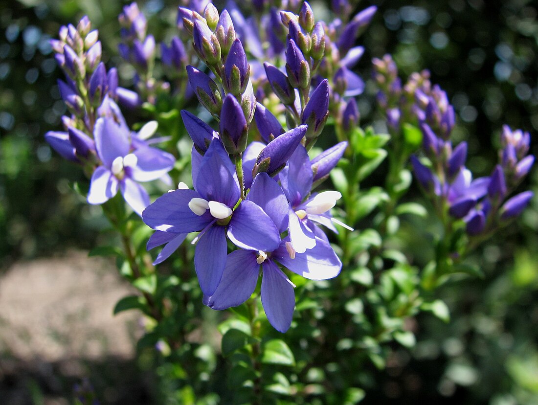 Veronica formosa