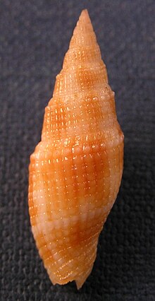 Vexillum poppei, abapertural view Vexillum (Costellaria) poppei 001.jpg