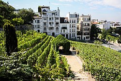 Vigne de Montmartre