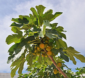 Une branche de figuier commun (Ficus carica) portant des figues. (définition réelle 2 604 × 2 389)