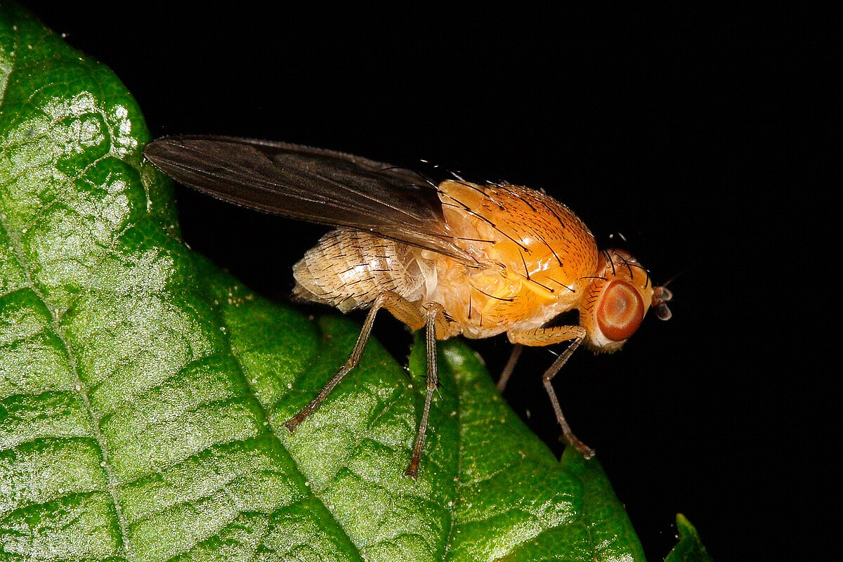 Flying fruit fly. Чернобрюхая дрозофила. Муха дрозофила. Плодовая мушка дрозофила. Дрозофила Меланогастер.