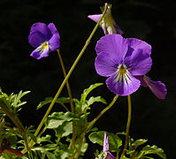 Viola koloro de floro Viola cornuta.
