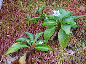 Description de l'image Viola stipularis-La Soufrière-Guadeloupe 1.JPG.