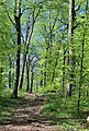 Waldweg am Albtrauf bei Beuren (2).jpg