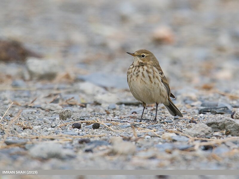 File:Water Pipit (Anthus spinoletta) (49811256177).jpg