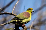 Thumbnail for File:Wedge-tailed green pigeon (29).jpg