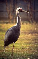 White-naped crane Weissnackenkranich001.jpg